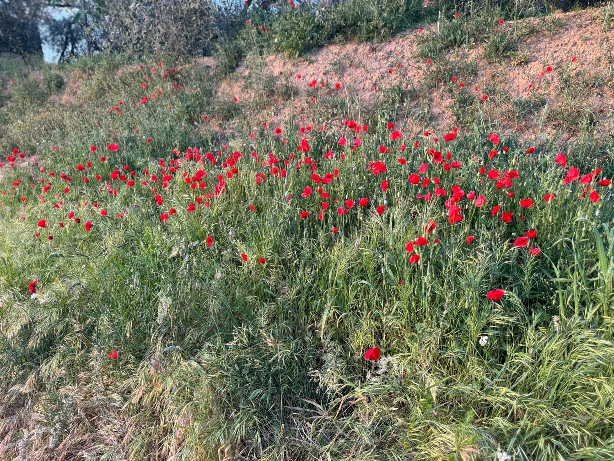 Antico Borgo Apartman San Quirico dʼOrcia Kültér fotó